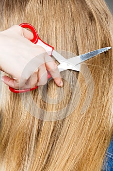 Red scissors on blonde hair. Close up.
