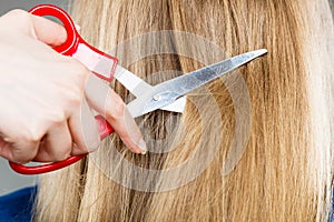 Red scissors on blonde hair. Close up.