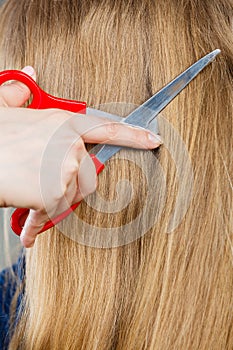 Red scissors on blonde hair. Close up.