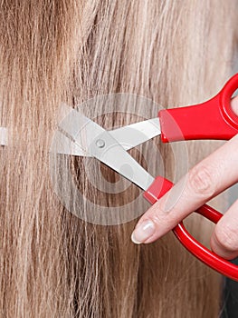 Red scissors on blonde hair. Close up.