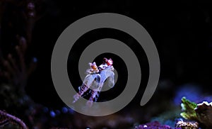 Red Scooter Dragonet Synchiropus stellatus