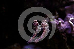 Red Scooter Dragonet Synchiropus stellatus