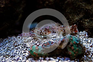 Red Scooter Dragonet - Synchiropus stellatus