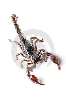 Red scorpion