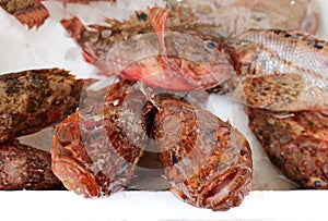 Red scorpion fish on a shelf of the fish store..