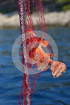 Red scorpionfish caught in red fishing net.