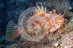 Red Scorpionfish, Scorpaena scrofa