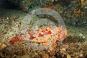 The red scorpionfish Scorpaena scrofa