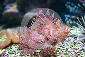 Red scorpionfish (Scorpaena scrofa)