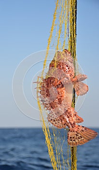 Red scorpionfish, Scorpaena scrofa, fishing net, blue sea