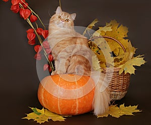 Red Scottish cat on a pumpkin.