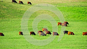 Red Scottish cows graze in the meadow