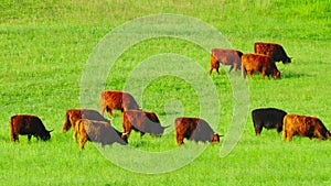 Red Scottish cows graze in the meadow