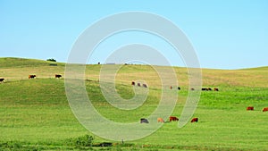 Red Scottish cows graze in the meadow