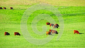 Red Scottish cows graze in the meadow