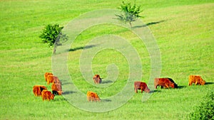 Red Scottish cows graze in the meadow