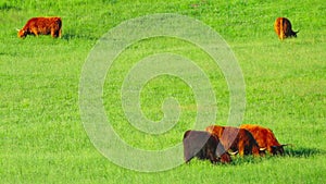 Red Scottish cows graze in the meadow