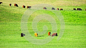 Red Scottish cows graze in the meadow