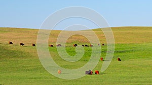 Red Scottish cows graze in the meadow