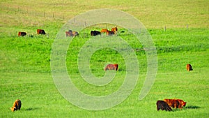 Red Scottish cows graze in the meadow