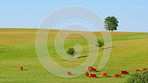 Red Scottish cows graze in the meadow