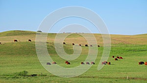 Red Scottish cows graze in the meadow