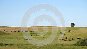 Red Scottish cows graze in the meadow
