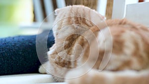 Red Scottish fold kitten having rest on a sofa in a living room