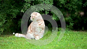 Red scottish fold kitten walking in a back yard in a bright summer day