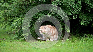 Red scottish fold kitten walking in a back yard in a bright summer day