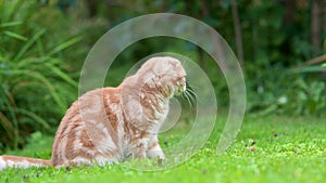 Red scottish fold kitten walking in a back yard in a bright summer day