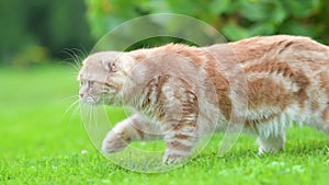 Red scottish fold kitten walking in a back yard in a bright summer day