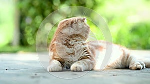 Red Scottish fold kitten walking in a back yard in a bright summer day