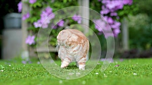 Red scottish fold kitten walking in a back yard on a bright summer day