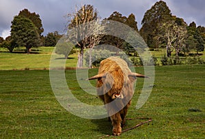 Red Scottish Highland cow approaches in Tarraleah, Tasmania