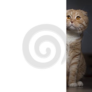 The red scottishfold cat looks out from the corner. White copy space for the text
