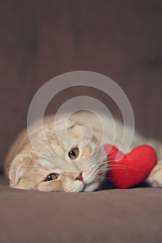 Red scottishfold cat and plush red heart