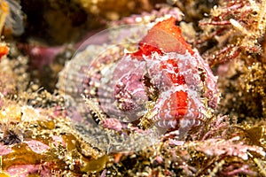 Red Sculpin fish at Santa Barbara Island