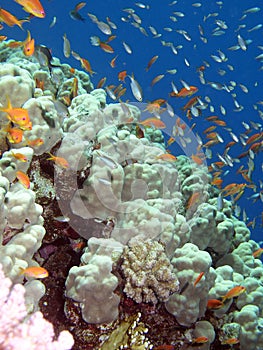 In Red sea photo