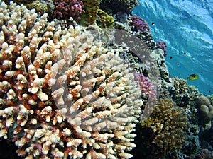Red Sea Acropora Corals