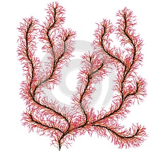 Red sea algae