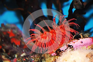 Red Sea Anemone