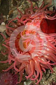 Red sea anemone