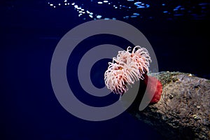 Red sea anemone, actinaria, oceanario de Lisboa, Lisbon photo