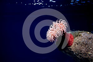 Red sea anemone, actinaria, oceanario de Lisboa, Lisbon photo