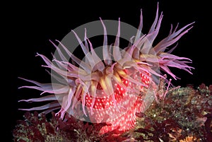 Red sea anemone photo