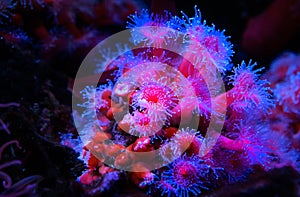 Red Sea Anemone in bright pinks and reds photo