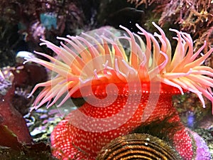 Red Sea Anemone