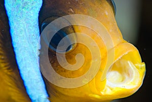 Red Sea Anemone fish.