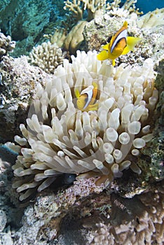 Red sea anemone fish